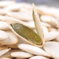 shine skin superior organic pumpkin seeds of China